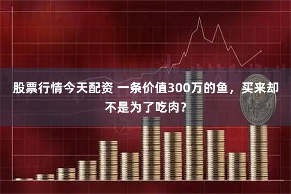 股票行情今天配资 一条价值300万的鱼，买来却不是为了吃肉？